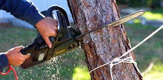 Best Weed Control  in Modesto, CA