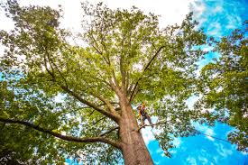 Best Tree Maintenance Programs  in Modesto, CA