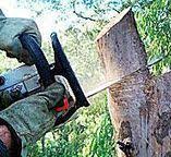 Best Tree Removal  in Modesto, CA
