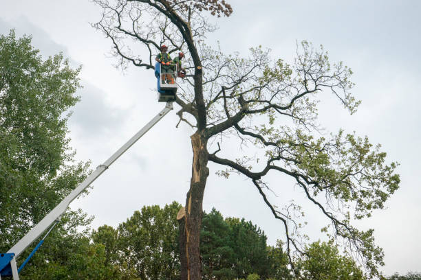 Best Storm Damage Tree Cleanup  in Modesto, CA