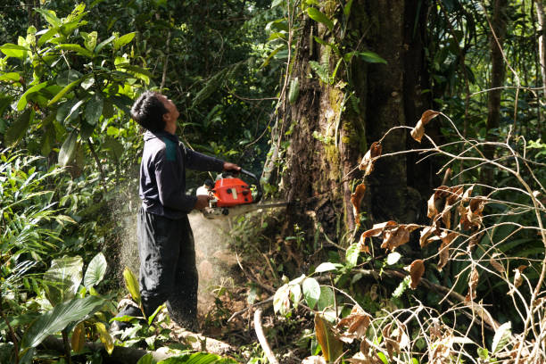 Best Arborist Consultation Services  in Modesto, CA