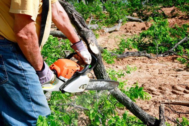 Modesto, CA Tree Removal Company